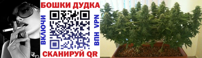 где продают   Борзя  Бошки Шишки гибрид 